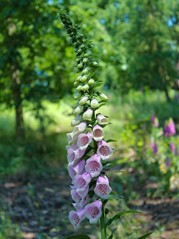 Prachtige Populaire Planten voor in de Belgische Tuin