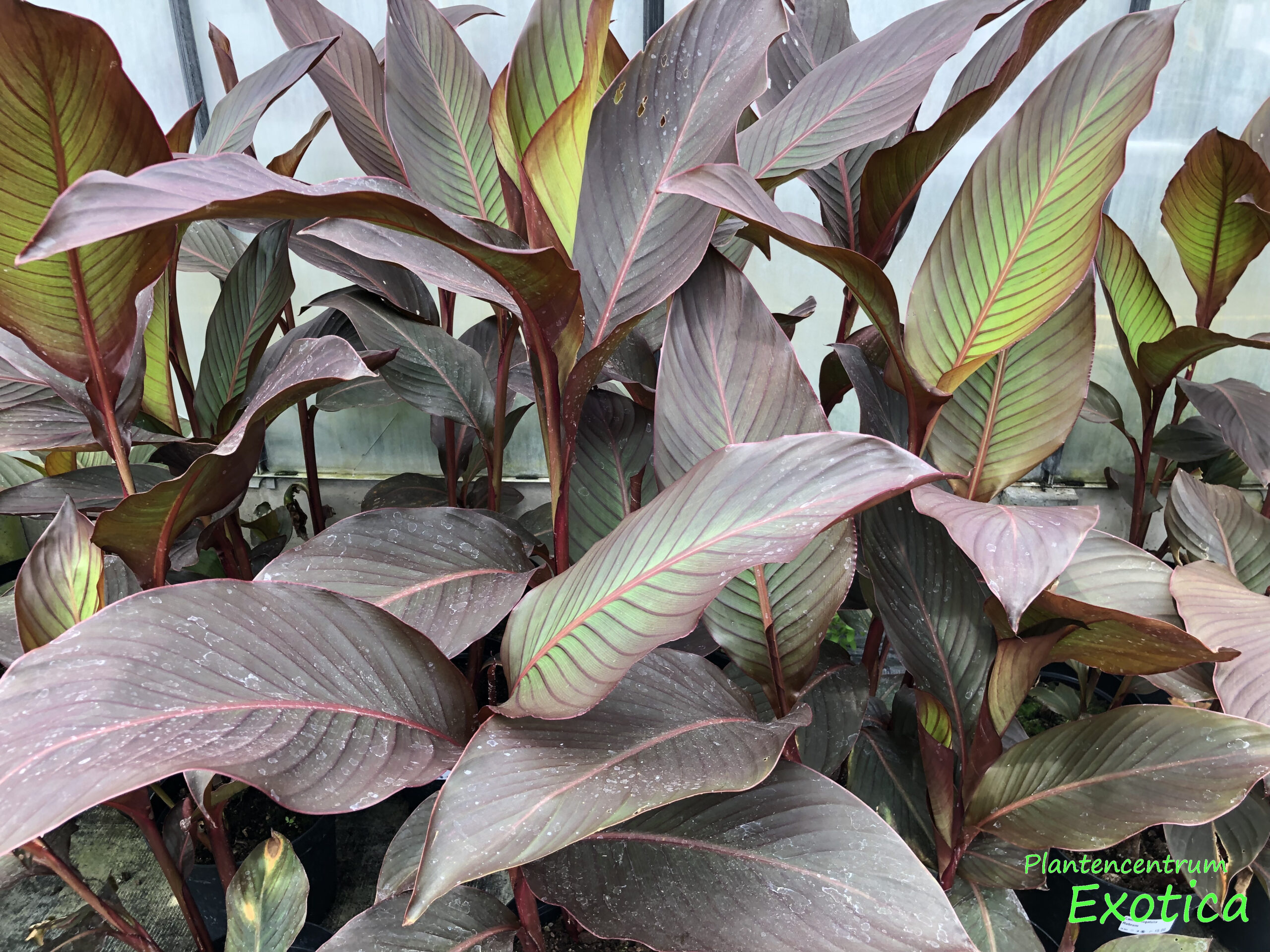 Prachtige Roodbladige Vaste Planten: Kleurrijk Genot voor uw Tuin