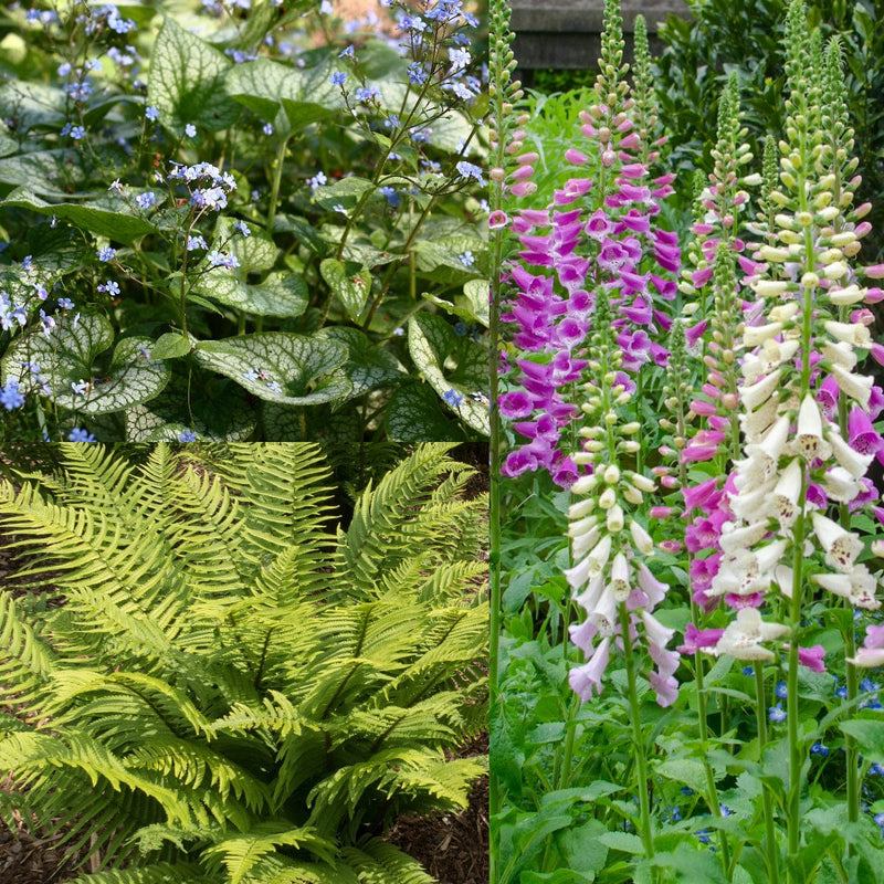 Prachtige Schaduw Tuinplanten: Groen Gedijt in de Schaduw