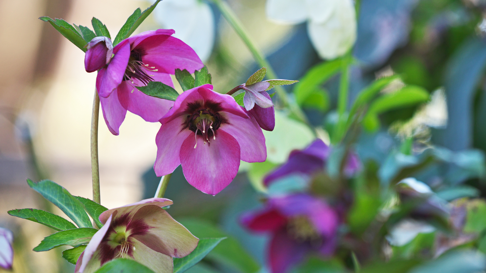 winterharde groenblijvende border planten