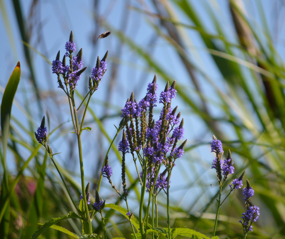 winterharde planten voor bloembakken buiten