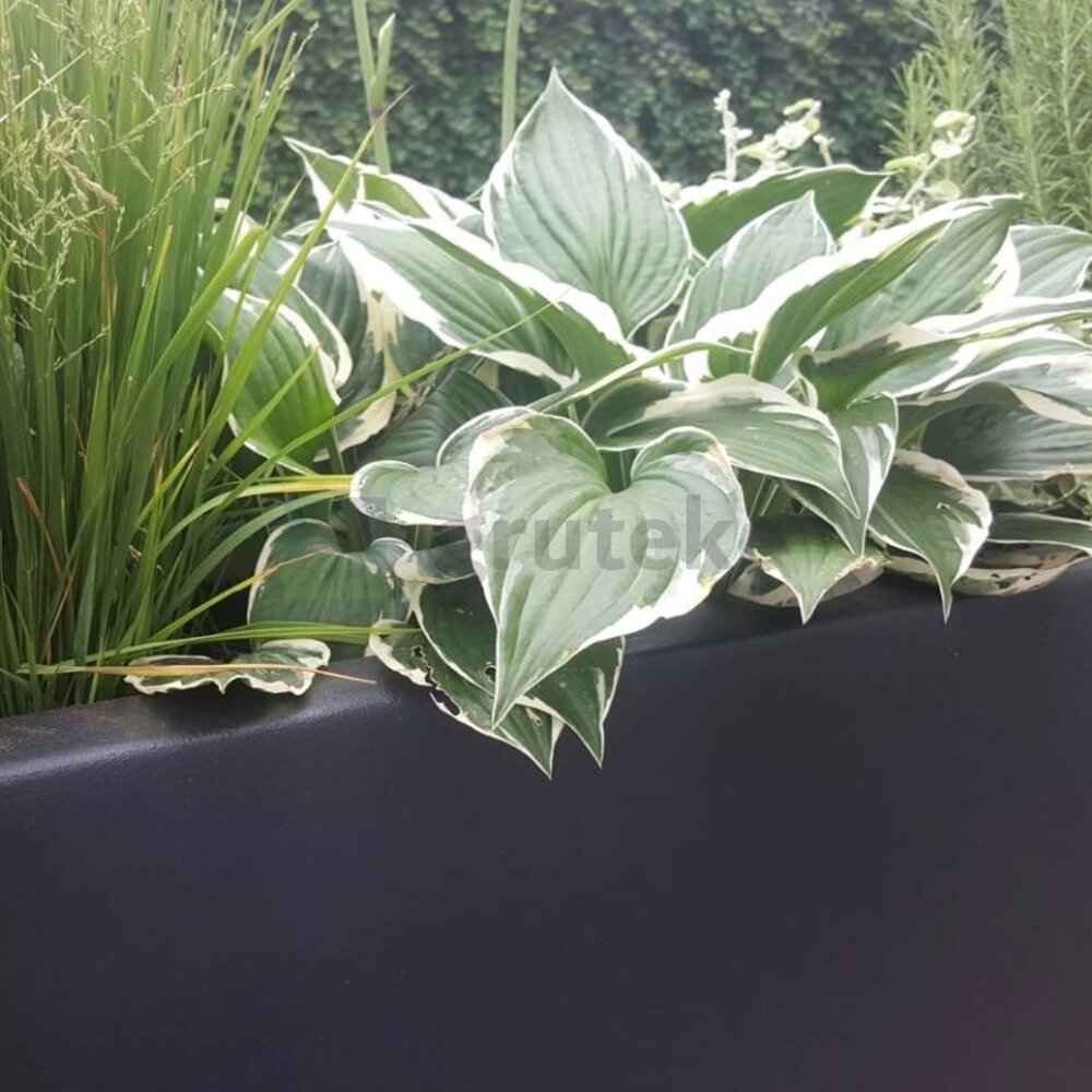 Winterharde Planten voor in Bloembakken: Kleurrijke Bloemen en Groen in de Winter