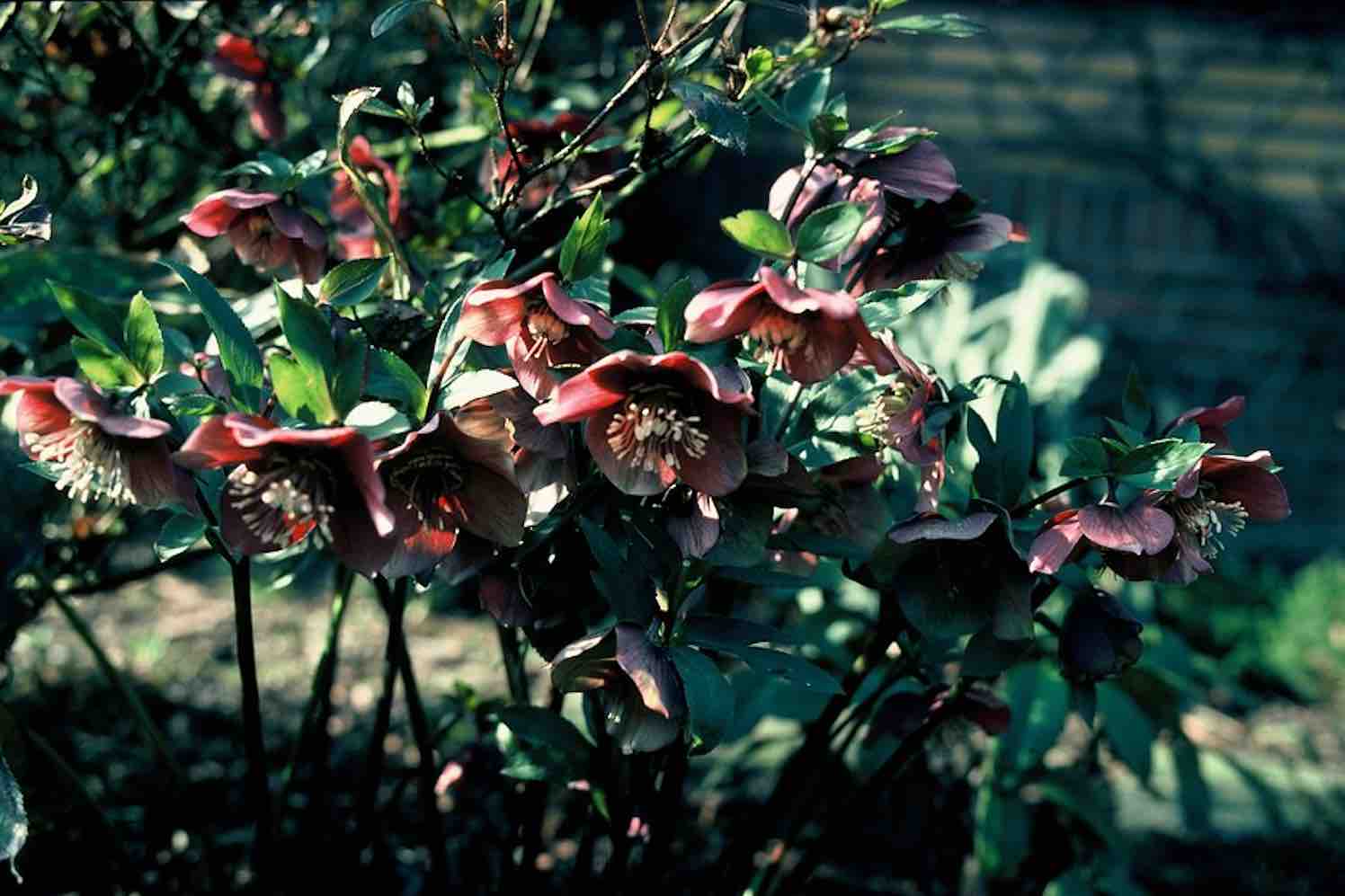 Prachtige Winterharde Vaste Tuinplanten: Kleurrijk Groen voor Alle Seizoenen