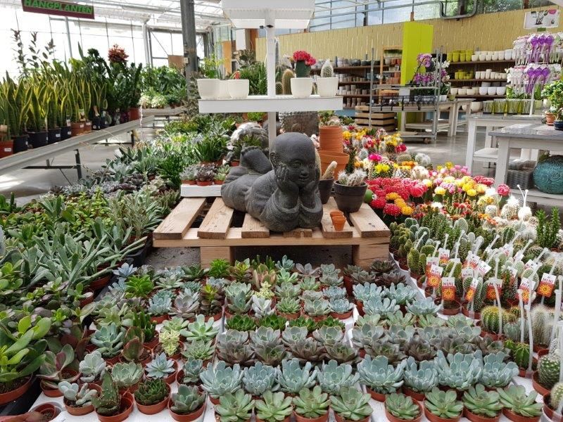 Prachtige Bloemen en Planten te Koop: Breng Natuur in Huis en Tuin