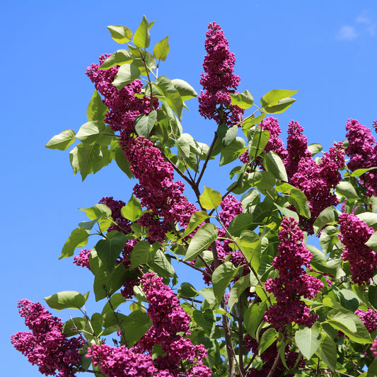 geurende planten schaduw