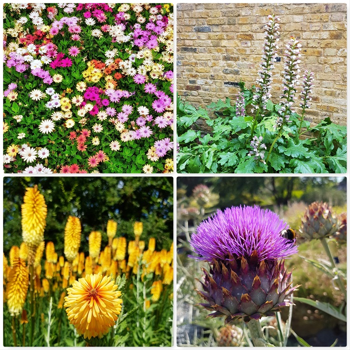 Prachtige Hittebestendige Vaste Planten voor een Zomerse Tuin