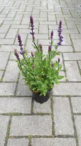 hoge paarse vaste plant