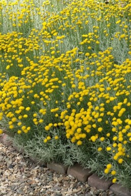 hoge plant met gele bloemen