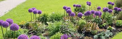 Prachtige Hoge Plant Met Schitterende Paarse Bloemen