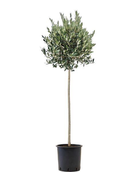 Pracht en Hoogte: Een Hoge Tuinplant in Pot