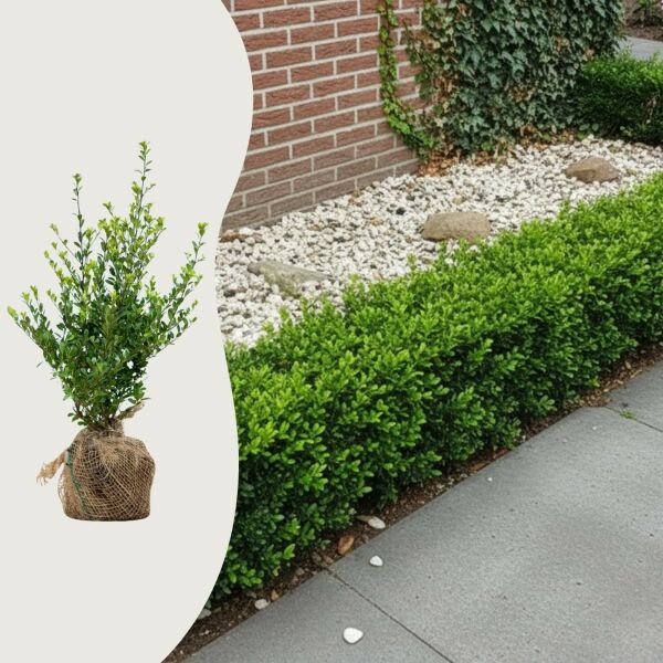 hoog groeiende planten