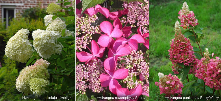 Tips voor het succesvol hortensia buiten planten in uw tuin