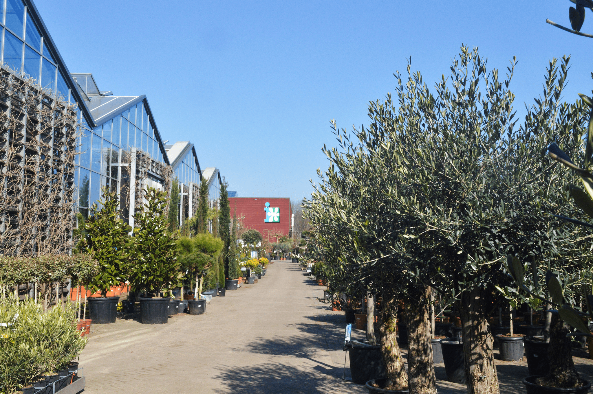 intratuin planten buiten