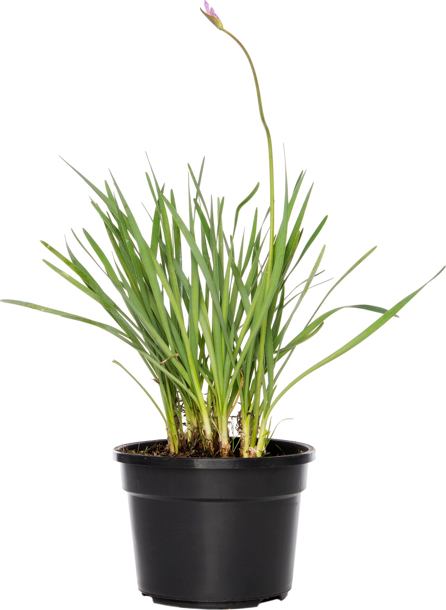 intratuin planten online bestellen