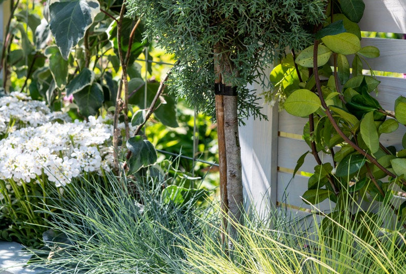 intratuin tuinplanten