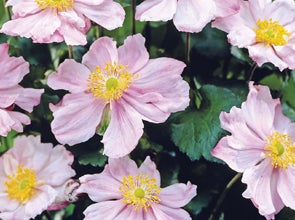 Ontdek de Pracht van Intratuin Vaste Planten voor een Duurzame Tuin