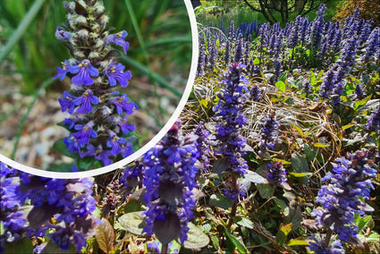 planten voor natte kleigrond