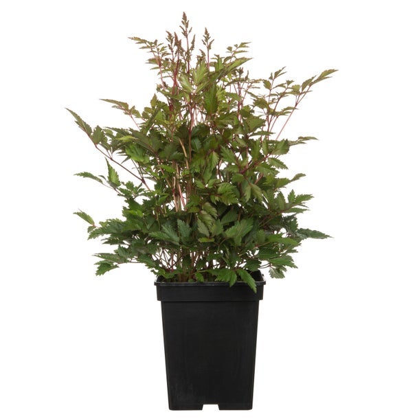 Groen Pracht in Volle Schaduw: Ontdek de Ideale Planten voor Schaduwrijke Plekken