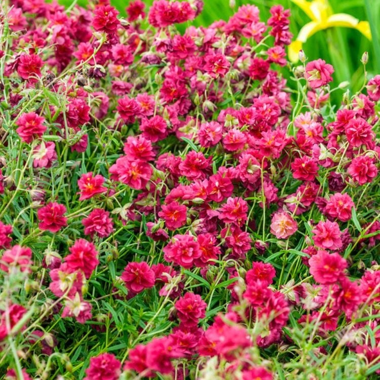 Prachtige Voorjaarsbloeiers: Vaste Planten Die Uw Tuin Verfraaien