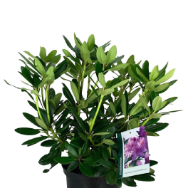 Gemakkelijk en Snel: Bloemen en Planten Online Bestellen