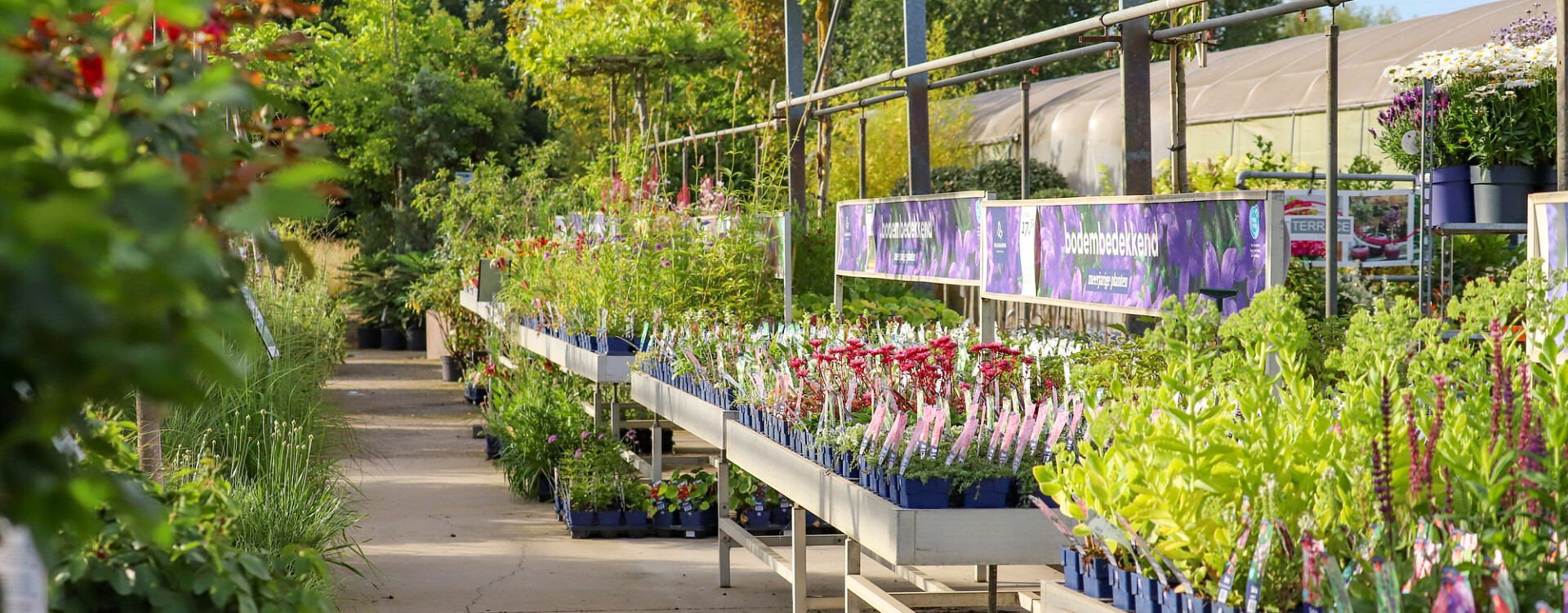 bloemen en planten online kopen