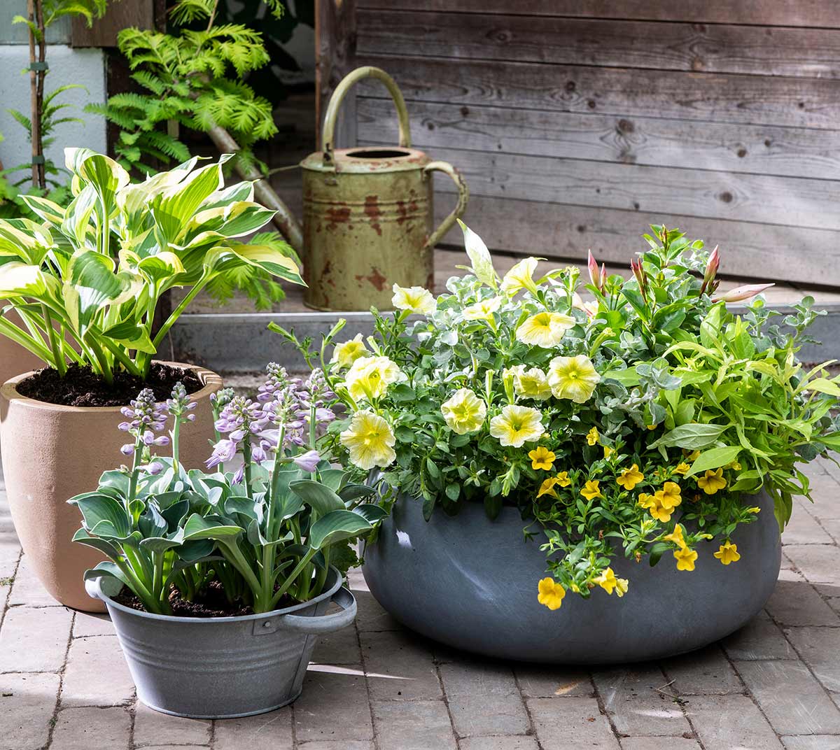 Prachtige Herfst Planten in Pot: Kleurrijke Toevoegingen voor Jouw Tuin