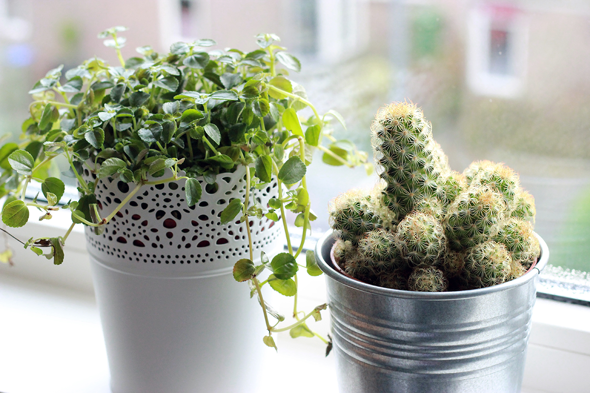 ikea tuinplanten