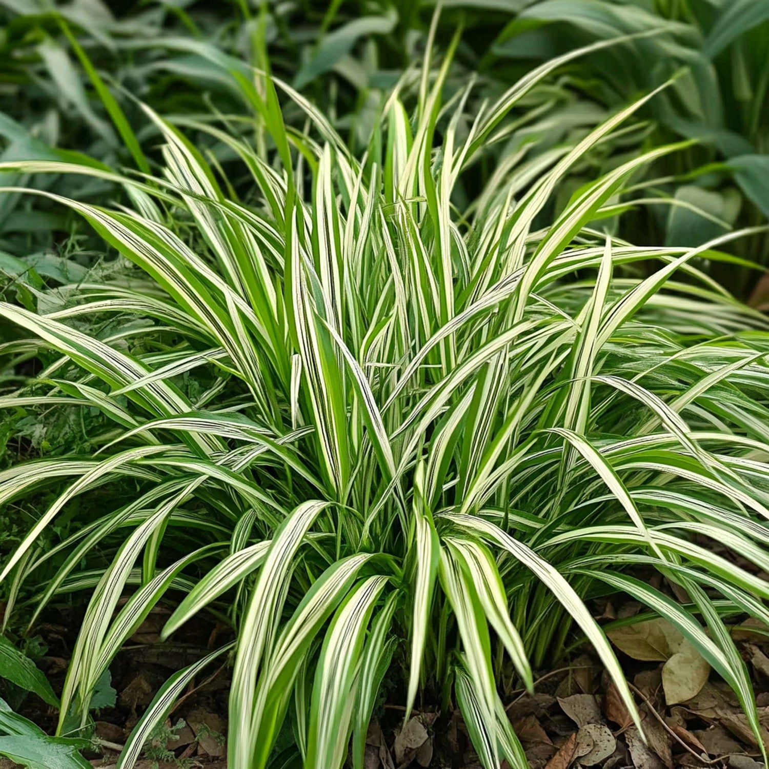 Intratuin: Ontdek de Schoonheid van Winterharde Planten