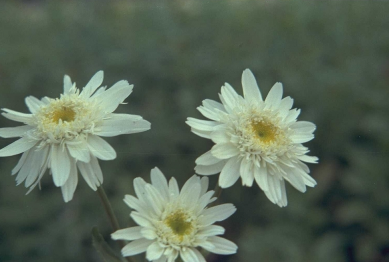 margriet op stam vaste plant