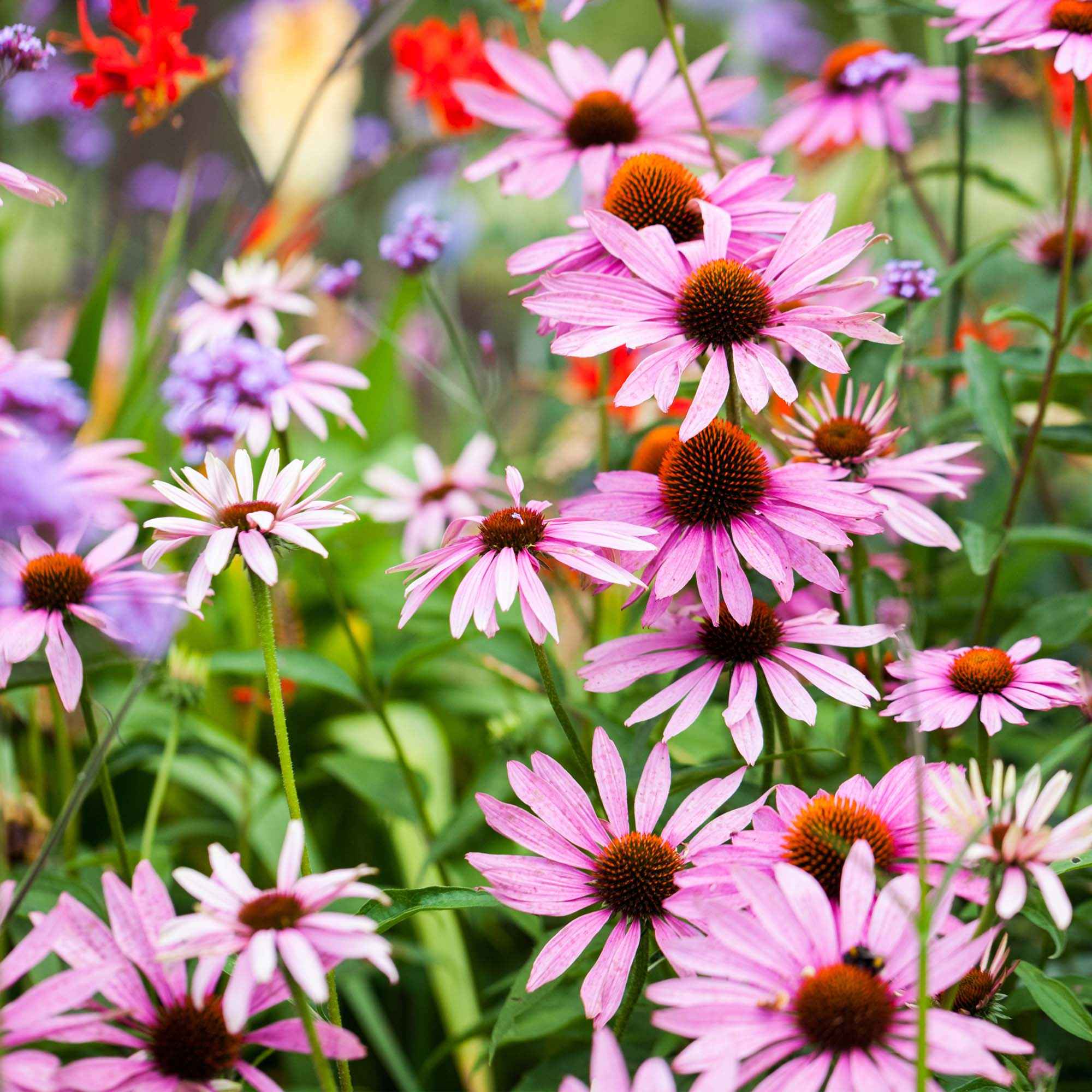 Koop Prachtige Margriet Planten voor Jouw Tuin bij Spinzen-Planten.be