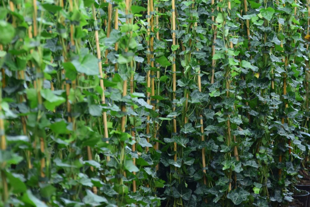 plant bestellen en bezorgen