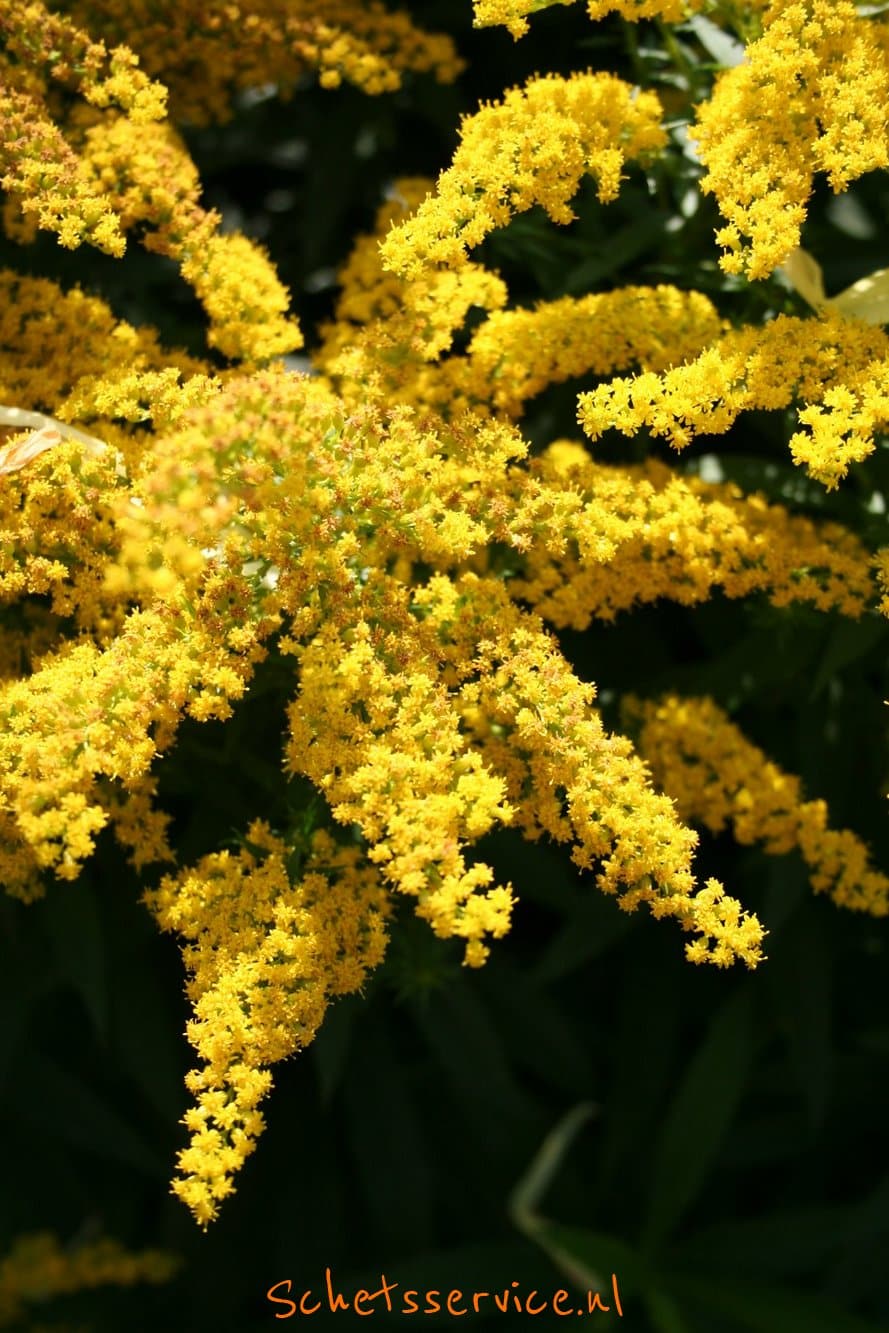 Prachtige Planten met Gele Bloemetjes: Een Zonnige Toets voor Jouw Tuin