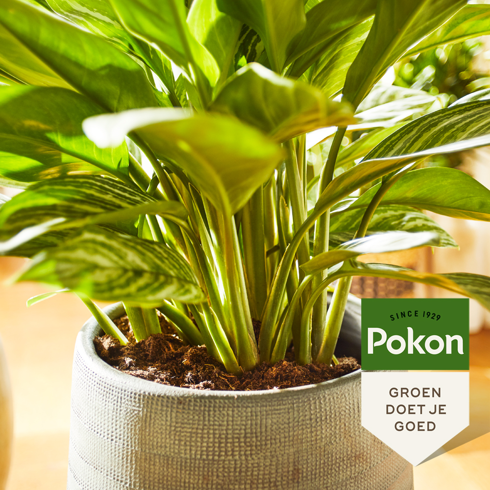plantenvoeding tuinplanten