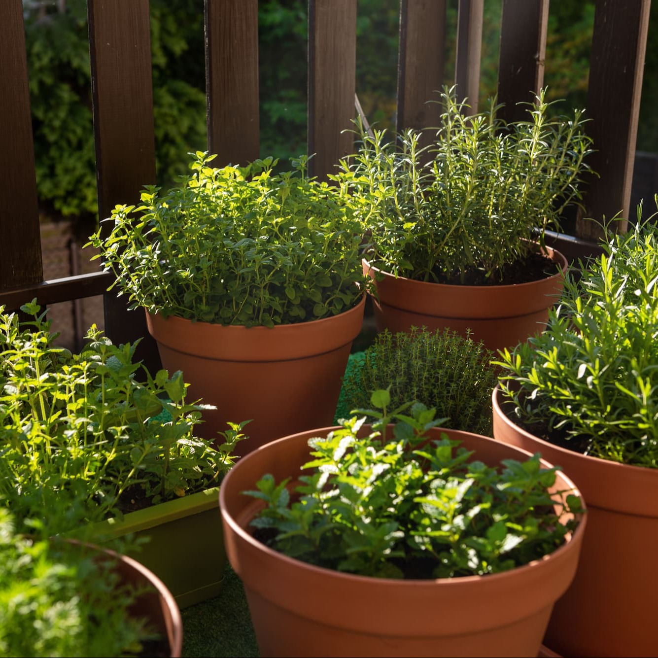 pot plant buiten