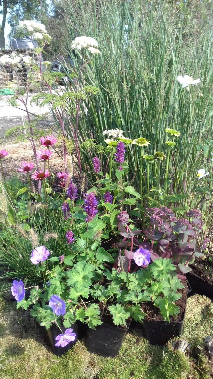 tuinplanten kweker