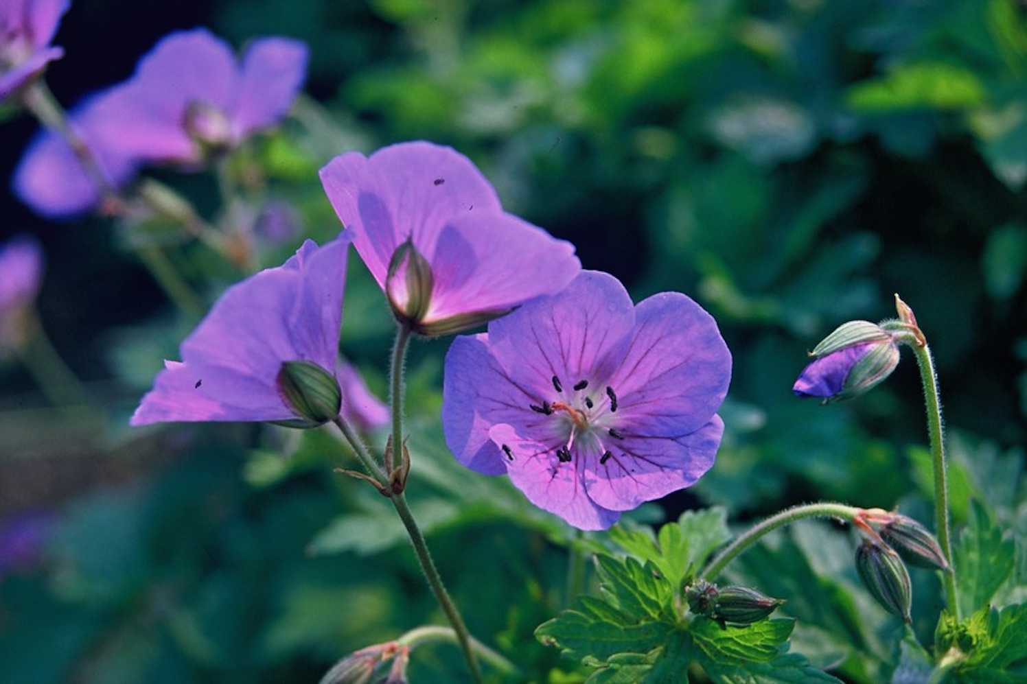 tweejarige planten soorten