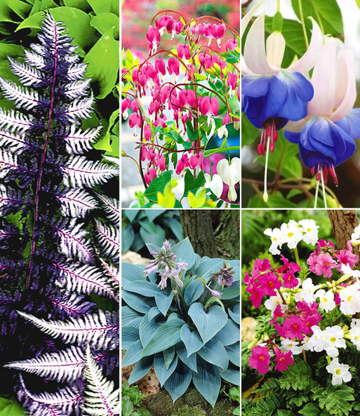 wintergroene planten schaduw
