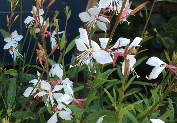 witte vaste tuinplanten