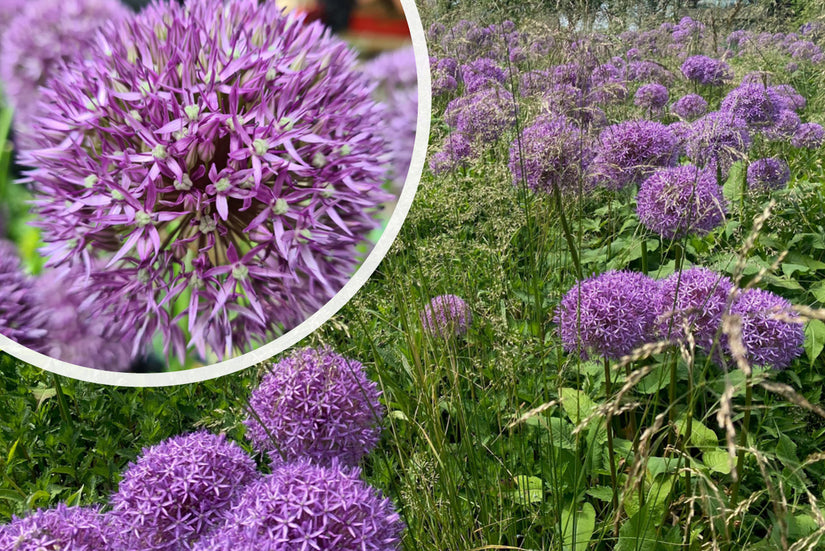 allium plant kopen