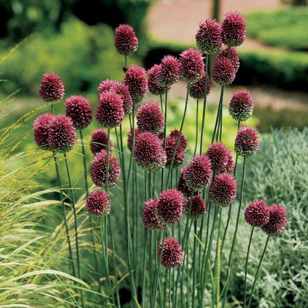 allium planten kopen