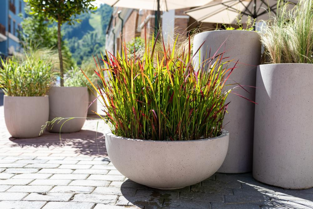 mooie planten in pot buiten