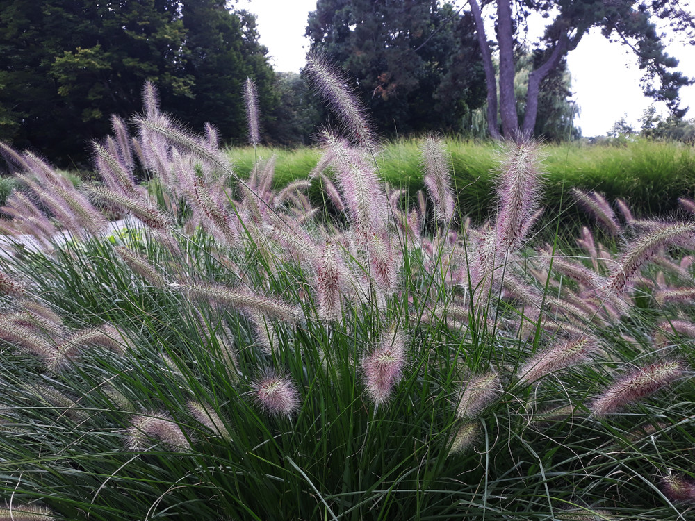Creëer een Prachtige Plantentuin vol Natuurlijke Schoonheid