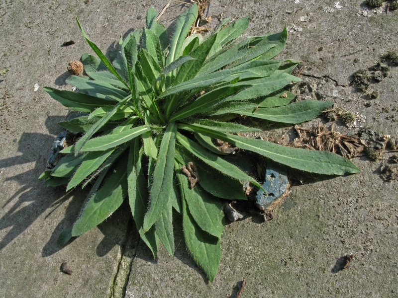 plant grijsgroen blad