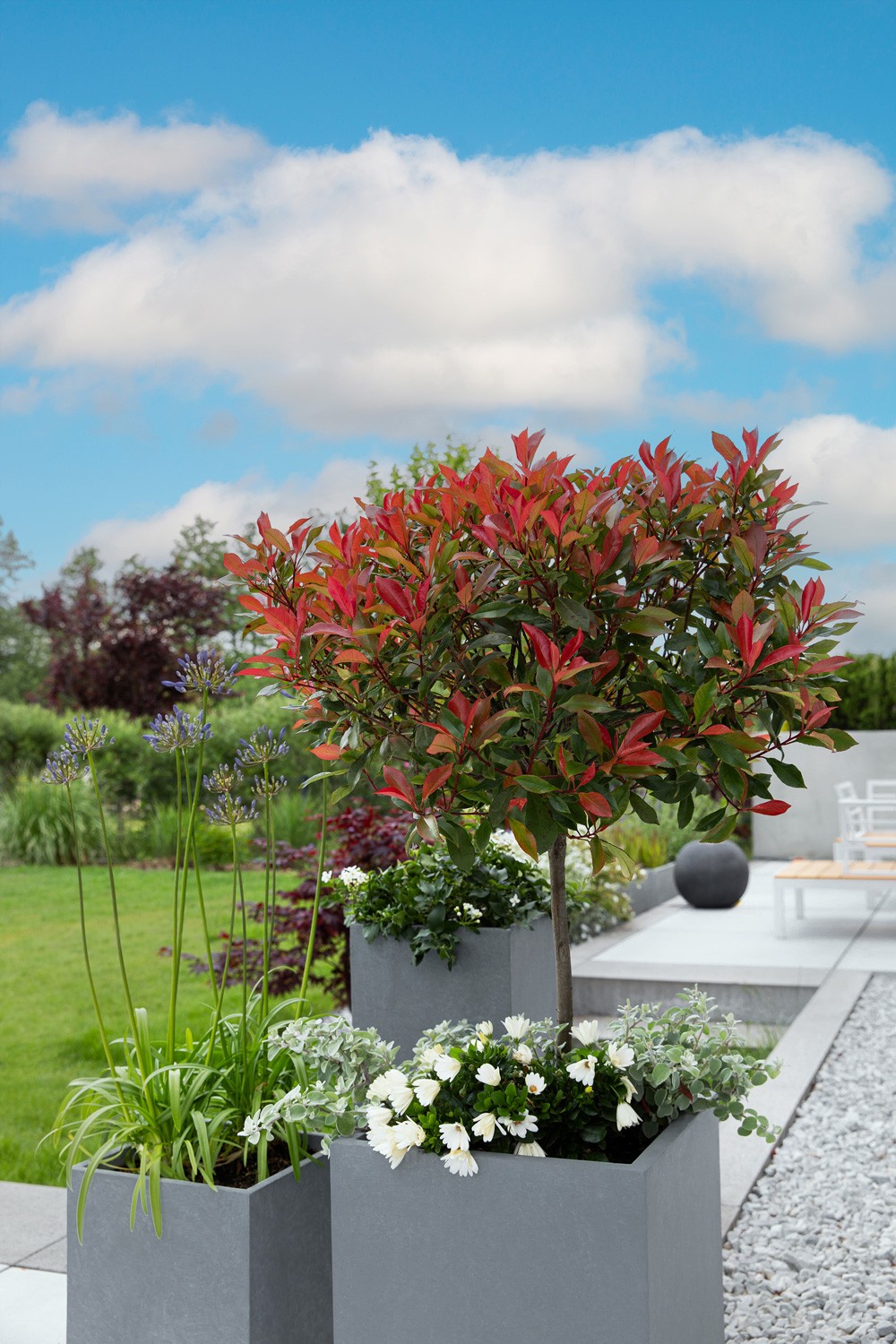 plant groen met rood blad