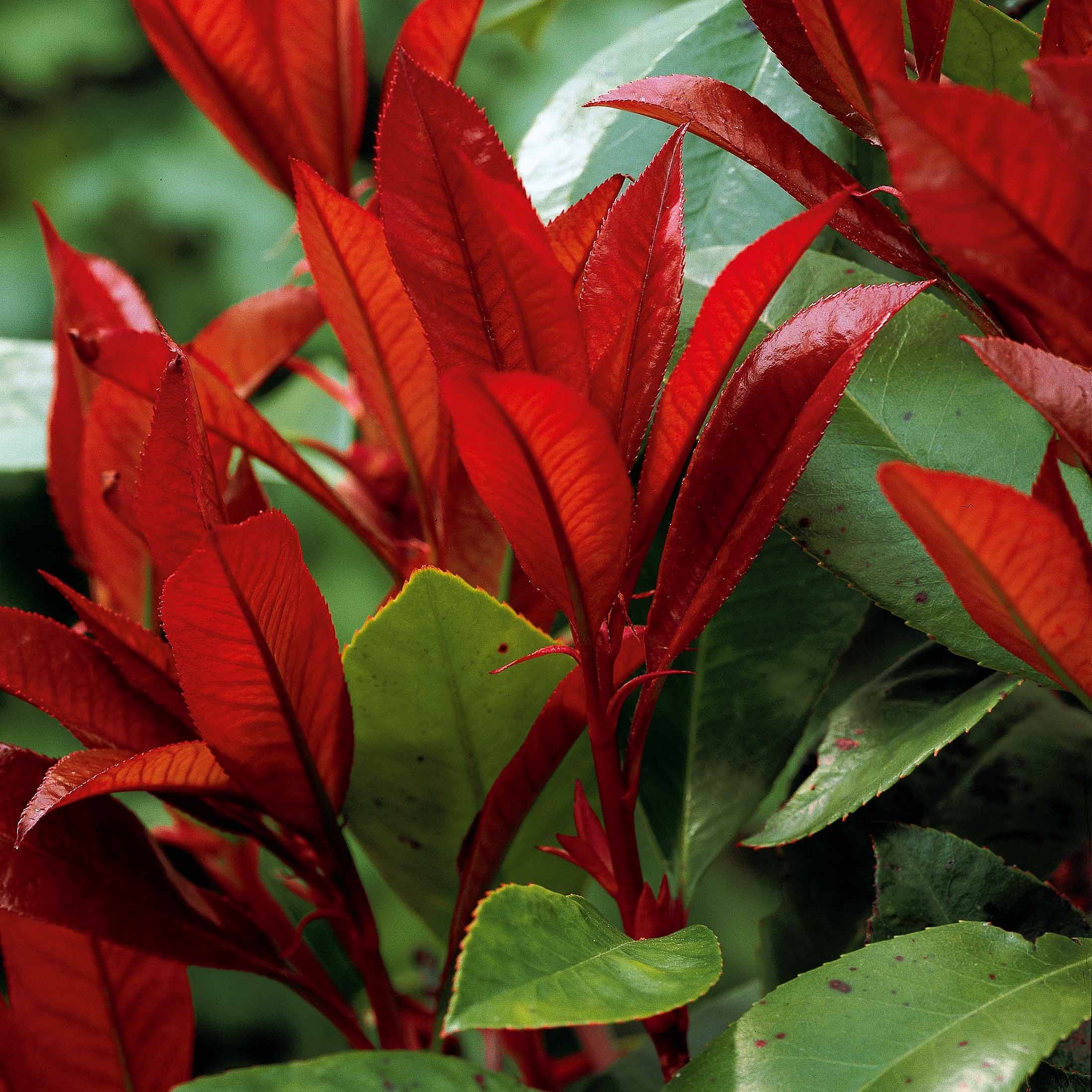 plant groen rood blad