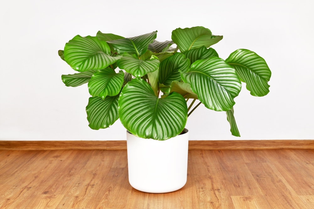 plant grote bladeren buiten