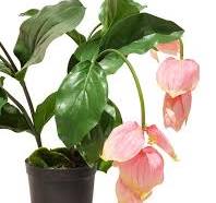 plant grote bloemen