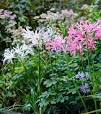 Prachtige Planten Met Grote Roze Bloemen: Een Betoverende Toevoeging aan Uw Tuin