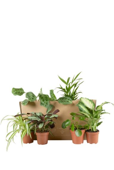 Prachtige Planten voor Halfschaduw Binnen: Een Groene Oase in uw Interieur