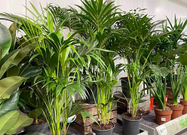 plant in pot bestellen
